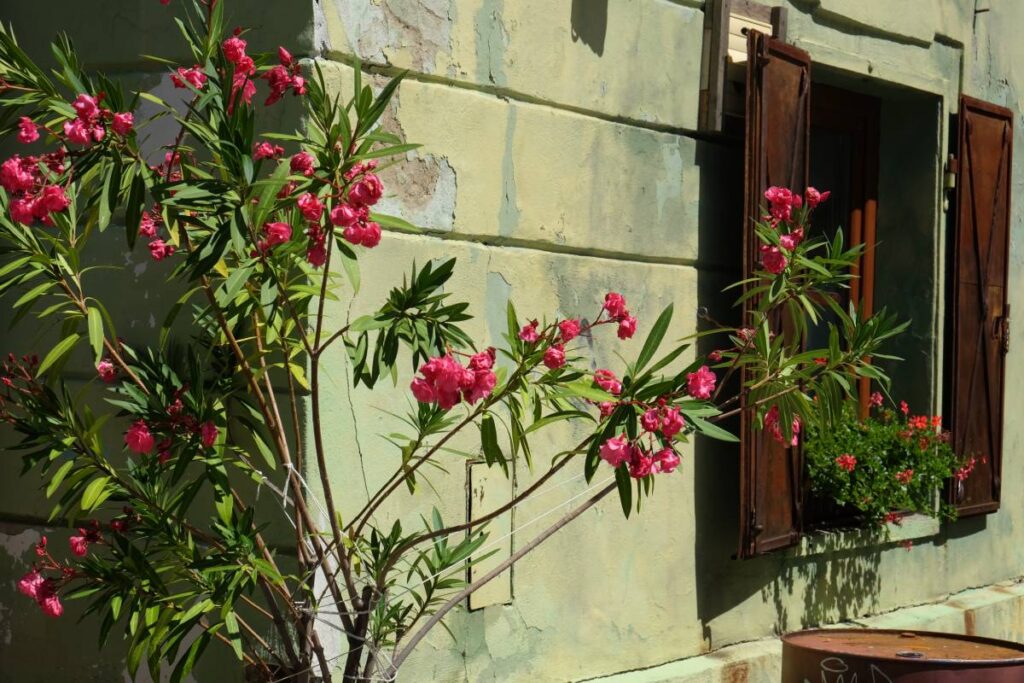 Que faire à Brasov en famille (Roumanie) ?  ©Etpourtantelletourne.fr