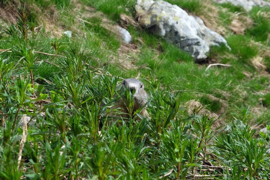 Randonnée dans le parc des Écrins - marmotte au Glacier Blanc ©Etpourtantelletourne.fr