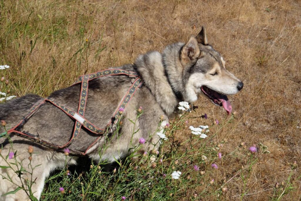 Festival Les Petits Baroudeurs : balade avec des chiens ©Etpourtantelletourne.fr