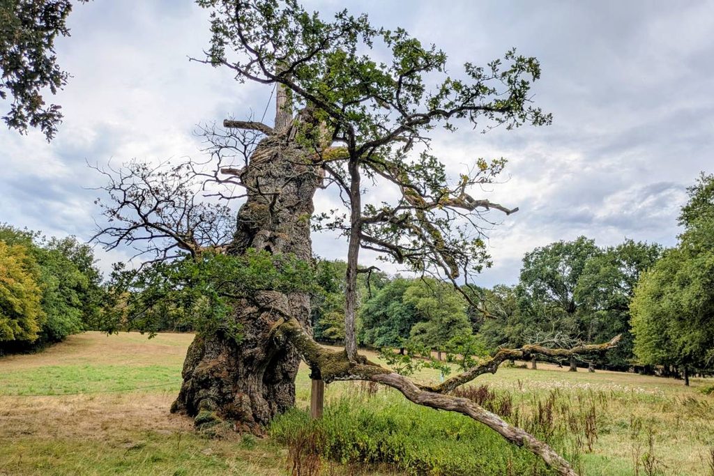 4 jours en van et en famille en Bretagne : forêt de Brocéliande - chêne à Guilottin ©Etpourtantelletourne.fr